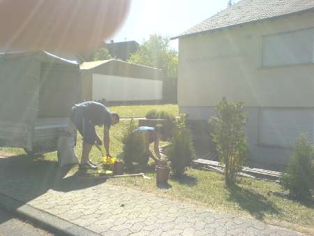 heckenpflanzen04