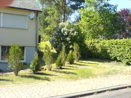 heckenpflanzen05