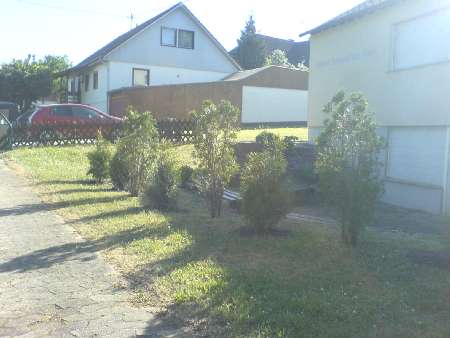 heckenpflanzen11
