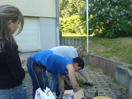 heckenpflanzen12