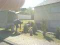 heckenpflanzen04